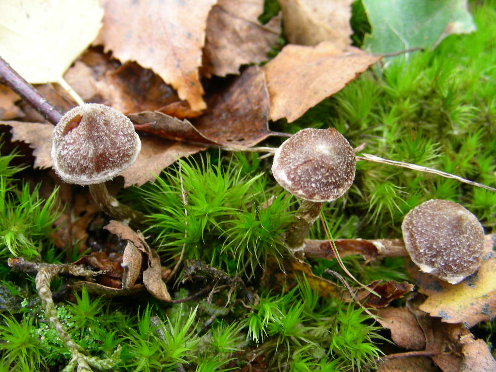 Che bel ... cappello !!!